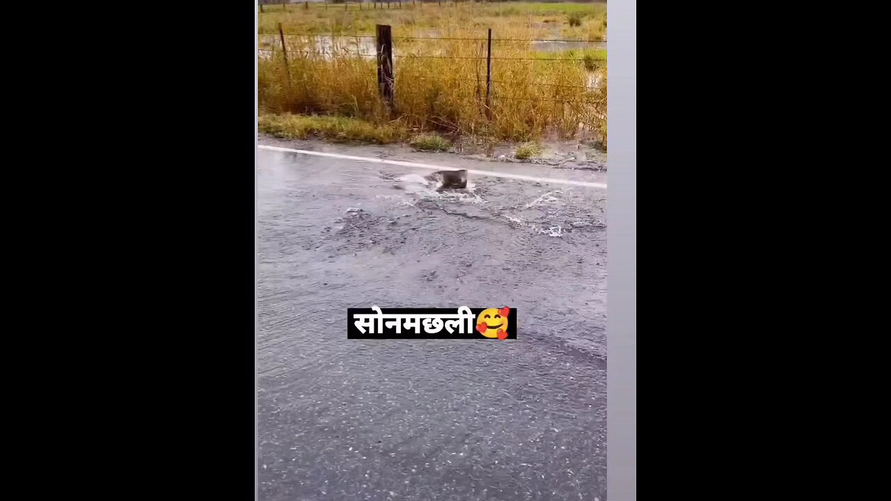 ​#Funny #Comedy #Laugh #Memes #Jokes