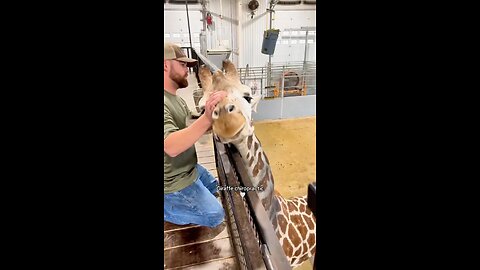 Giraffe Chiropractic 🦒🤍