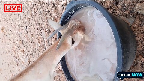 Exploring the Daily Life of Goats: A Fascinating Journey