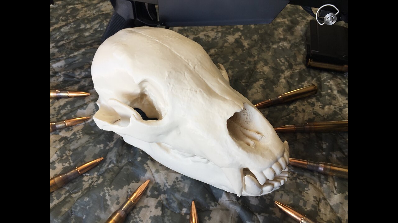 Bear Skull