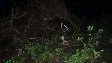 Dark Morning Chicken Farm ASMR 🌙🐔 | Peaceful Village Sounds