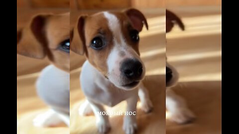 My favorite Jack Russell: not calm, just joy! Because happiness should be active! ❤️