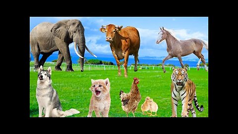 Animal Sound Collection - Tiger, Elephant, Cow, Dog, Chicken, Horse, Duck, Cat