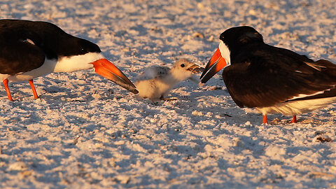 Black Skimmer Hatching Day 10 Part 6: Cute Chicks Feeding and Playtime Fun!