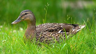 Mallard Duck Hen Foraging in Tall Grass