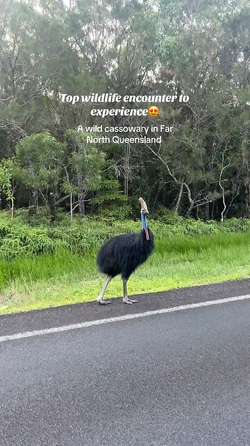 Australian cassowary