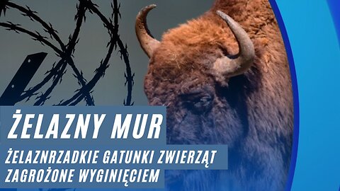 Żelazny mur. Rzadkie gatunki zwierząt zagrożone wyginięciem