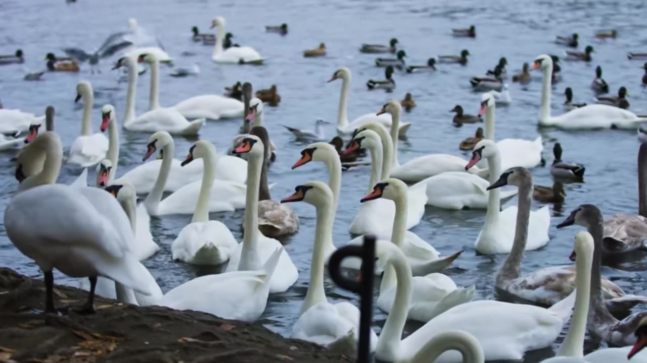 Elegant Morning Classics for Productivity