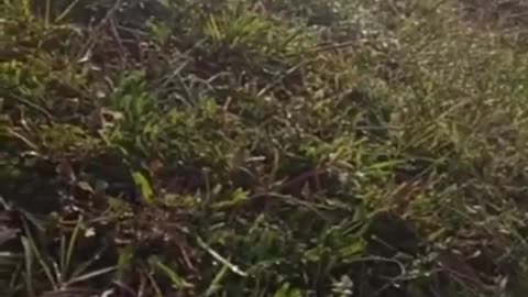 🤺🏽💣 Ethiopia War | Amhara Fano National Force Battles Tewedros Ez Militants in Gerchech | RCF