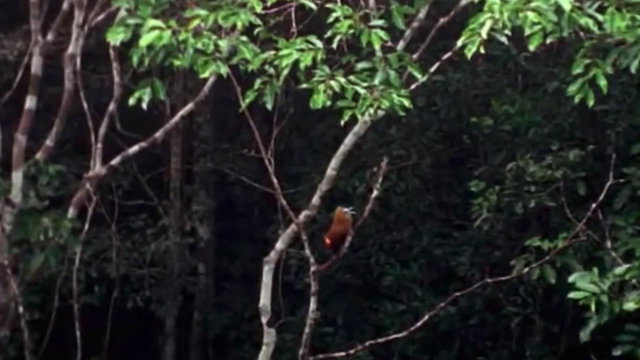 😮🦜 The Capuchinbird Has a Unique Courtship Call! | FeedMyCuriosity