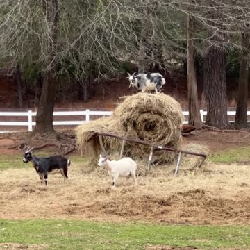Hay Gives you wings!!!