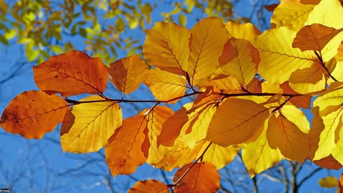 Prayer & Talk for October - Let Your Head be Lifted!