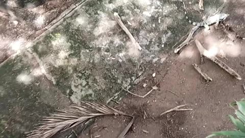 Headbanging Lizard Breaks Tree Branch