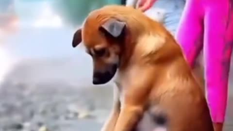 A Mother’s Love ❤️ Dog Protects Her Puppies from Rain & Strangers