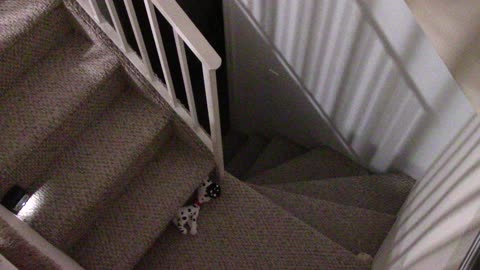 talk about animal abuse angle 2