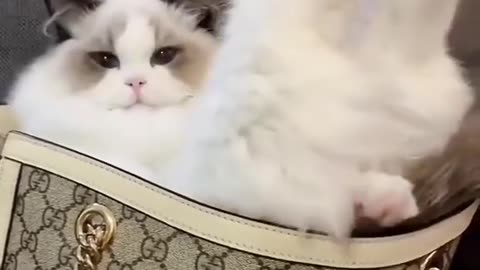 Юмор дети собачки котики