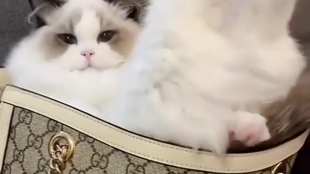 Юмор дети собачки котики