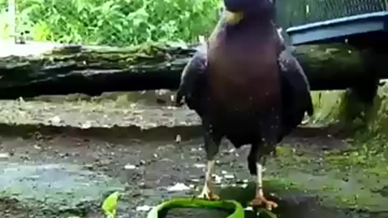 Incredible: Eagle Reflexes Are Sharp… But Cats Are Faster! #trending #animals #w