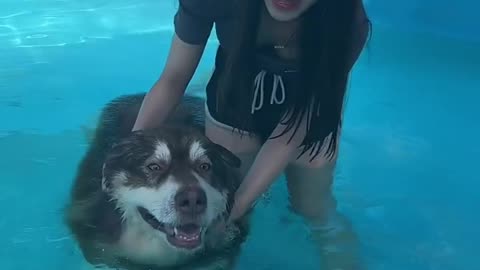 DOG'S SWIMMING LESSON