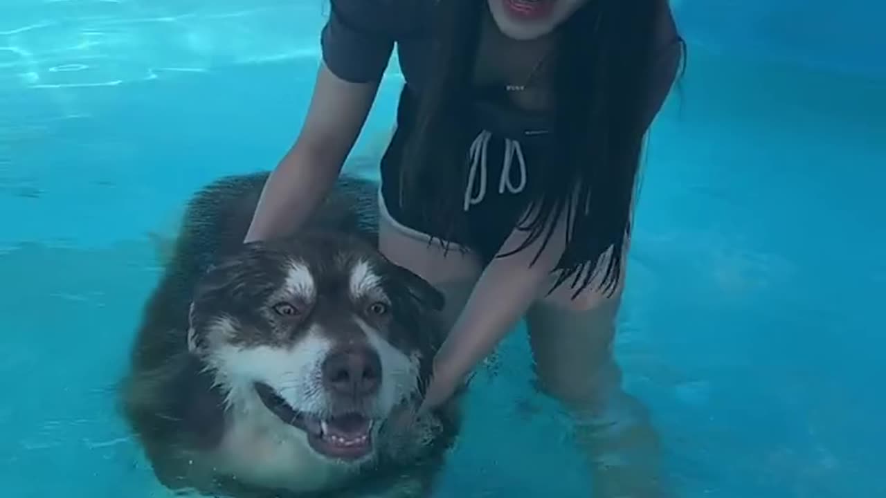 DOG'S SWIMMING LESSON