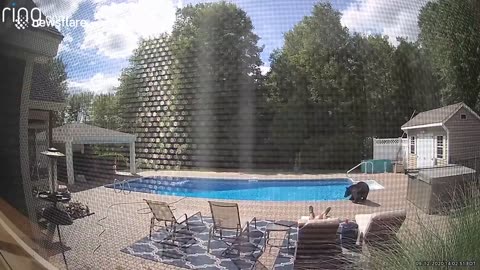 Friendly grizzly bear nudges man’s foot while he sunbathes