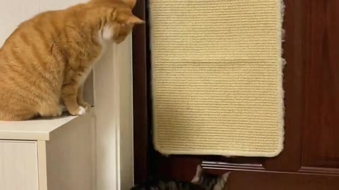 The tabby cat's newly learned door-opening technique