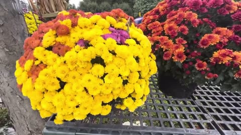 Mums & Pumpkins Show