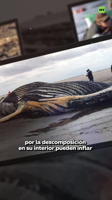 Pescadores se suben a una ballena sin vida para sacarse una foto