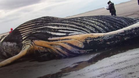 Pescadores se suben a una ballena sin vida para sacarse una foto