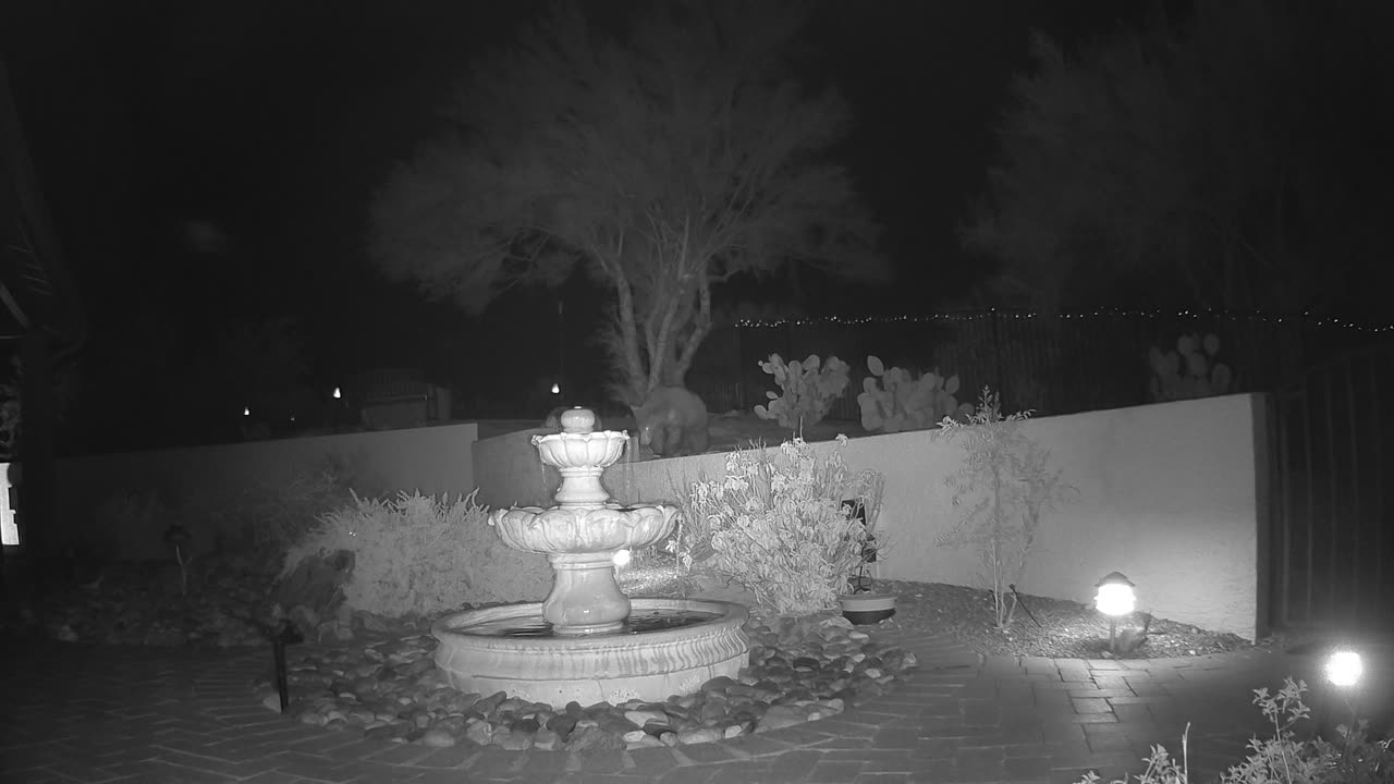 Last night a surprise visitor at 1:35 then another at 4:30