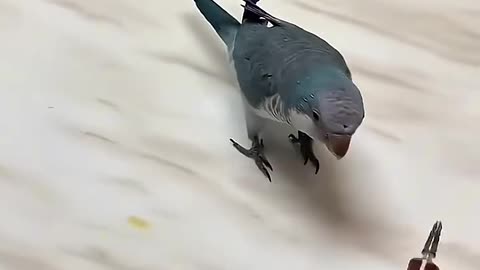 The most hardworking parrot in the world😱😱