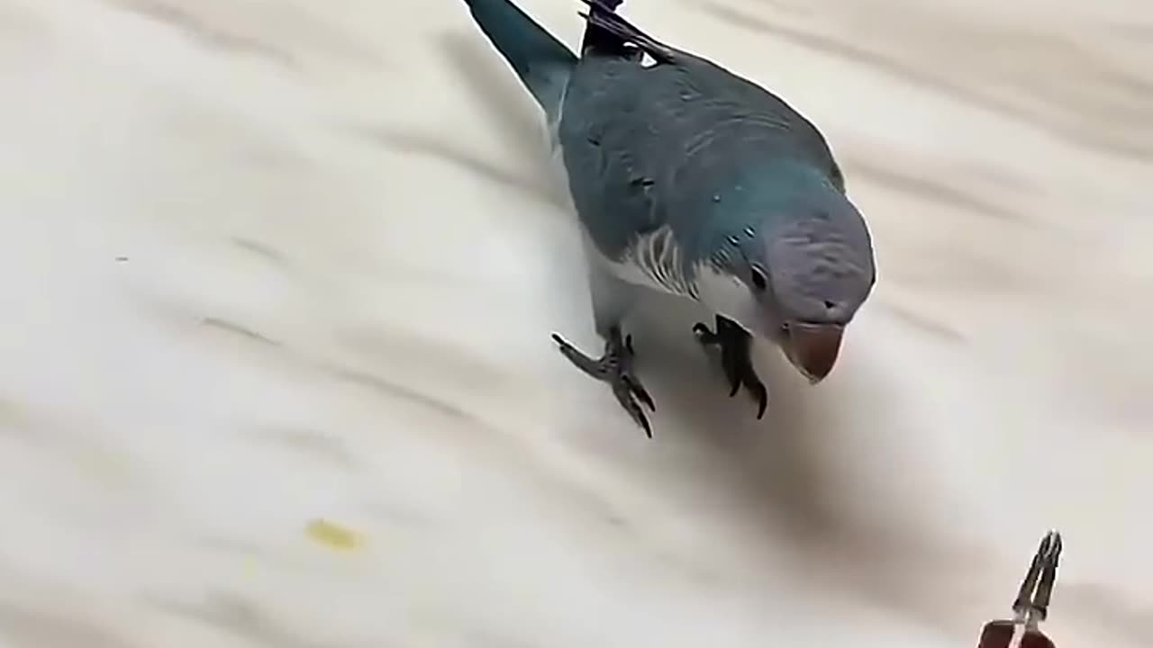 The most hardworking parrot in the world😱😱
