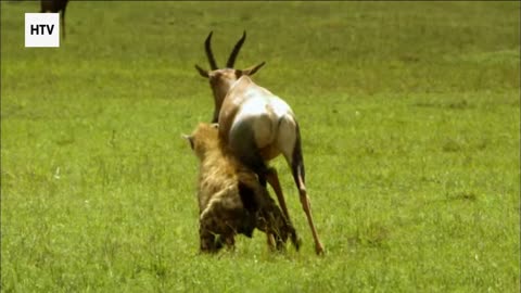 Guardians of the Jungle