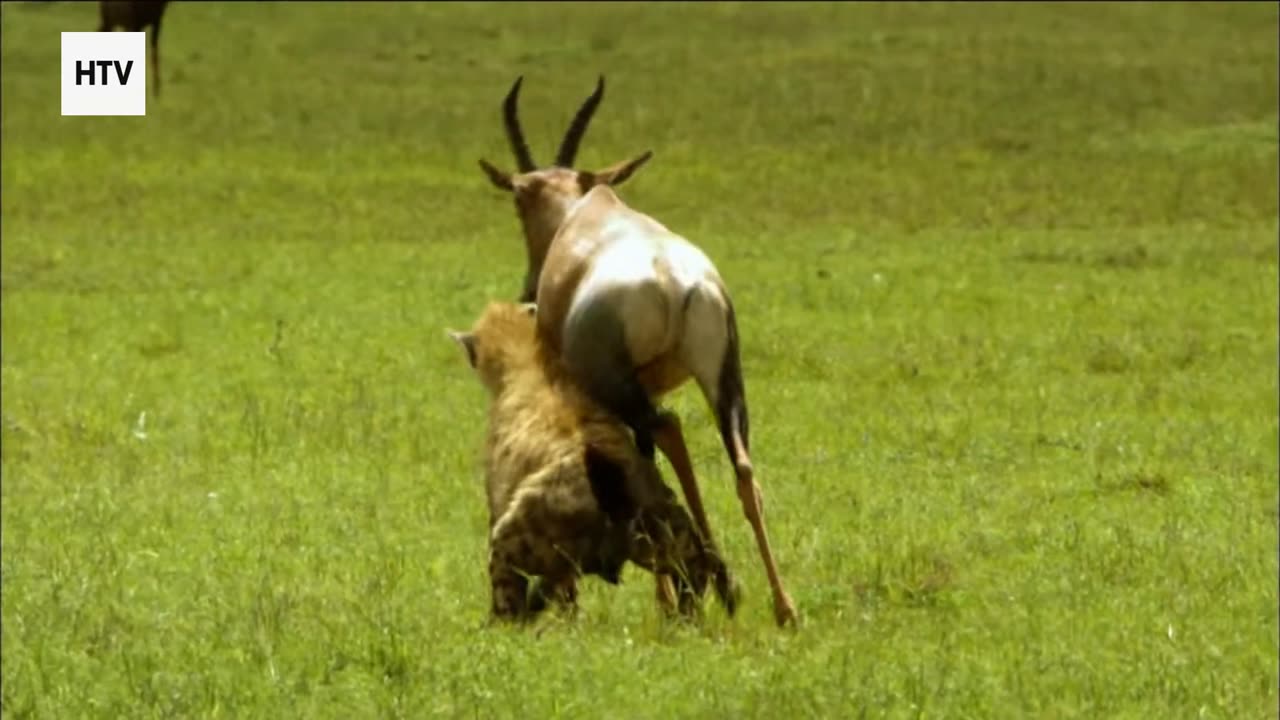 Guardians of the Jungle