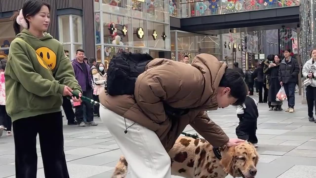 i will walk with my dog he look like tiger