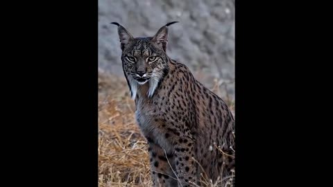 The lynx is a stylish predator with character.