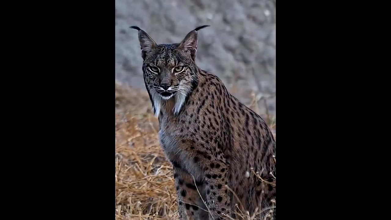The lynx is a stylish predator with character.
