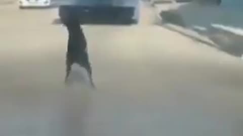 Pure happiness..🐶😅