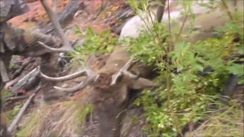 Archery bull elk Idaho 6x6! Episode 3