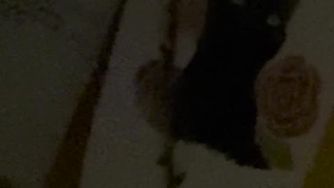 My cat died two years ago, now my dog won’t stop staring at his portrait