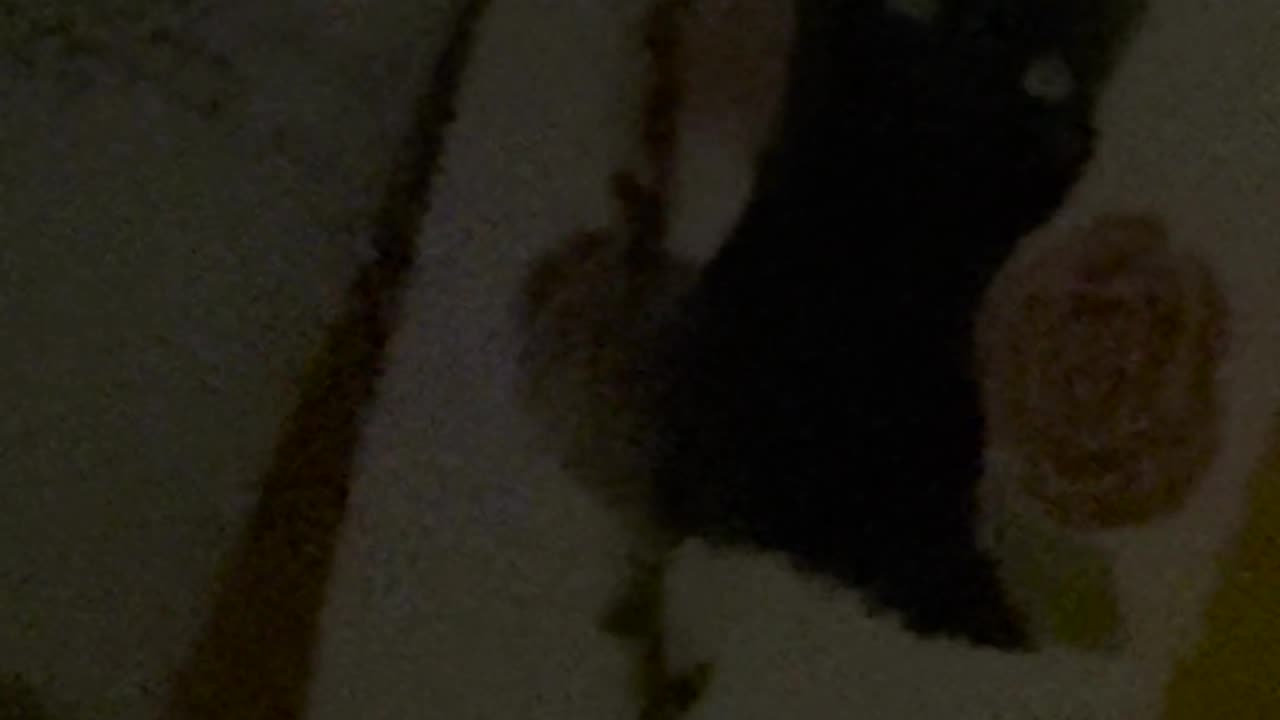 My cat died two years ago, now my dog won’t stop staring at his portrait