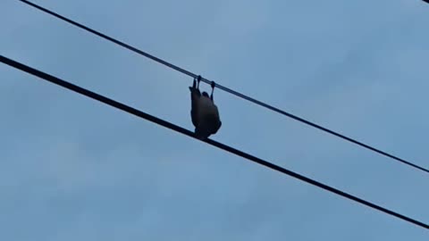 Our Silly Little Crow Friend