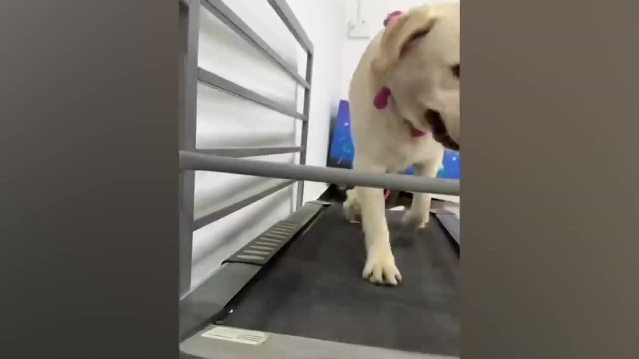 Dog funny video 🤣🤣🤣🤣