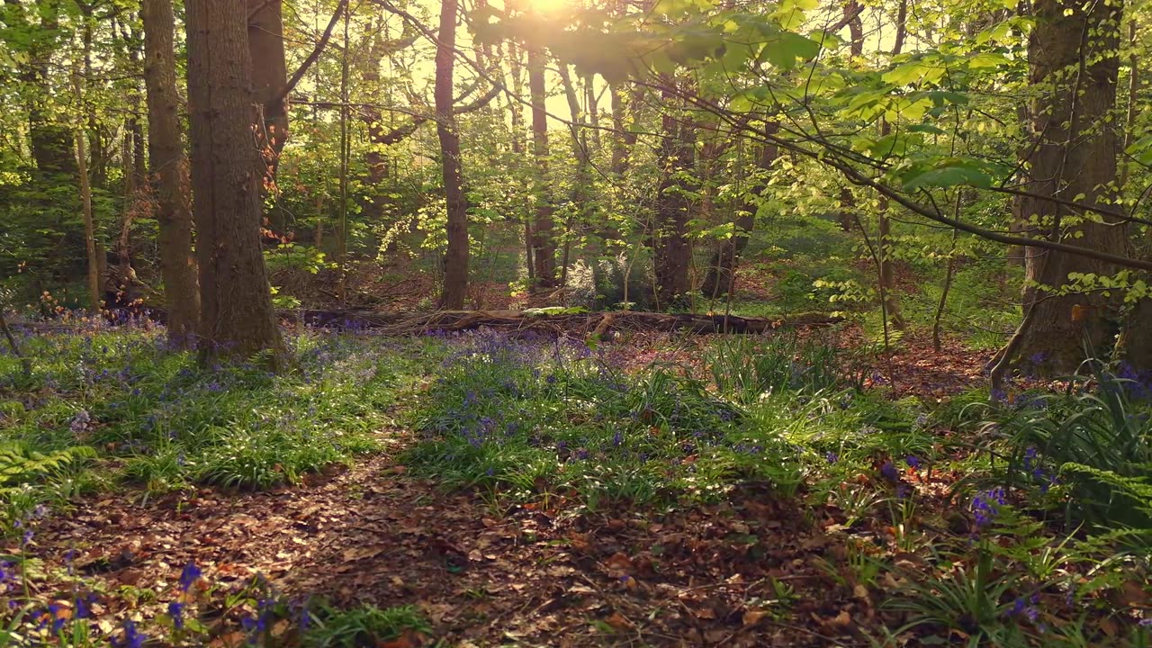 Study Flow – Deep Focus Lofi Mix