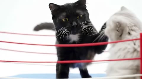 fight