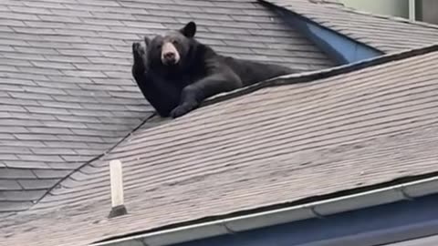 Bear Relaxing