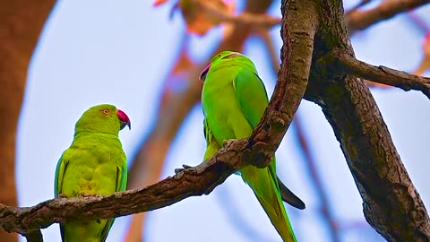 Vally of birds india