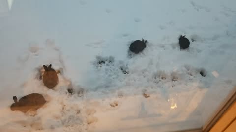 Synchronized bunny nibbles in the snow. #SparklegleamFarm #Bunny #farm #rabbit #farmanimals #cute