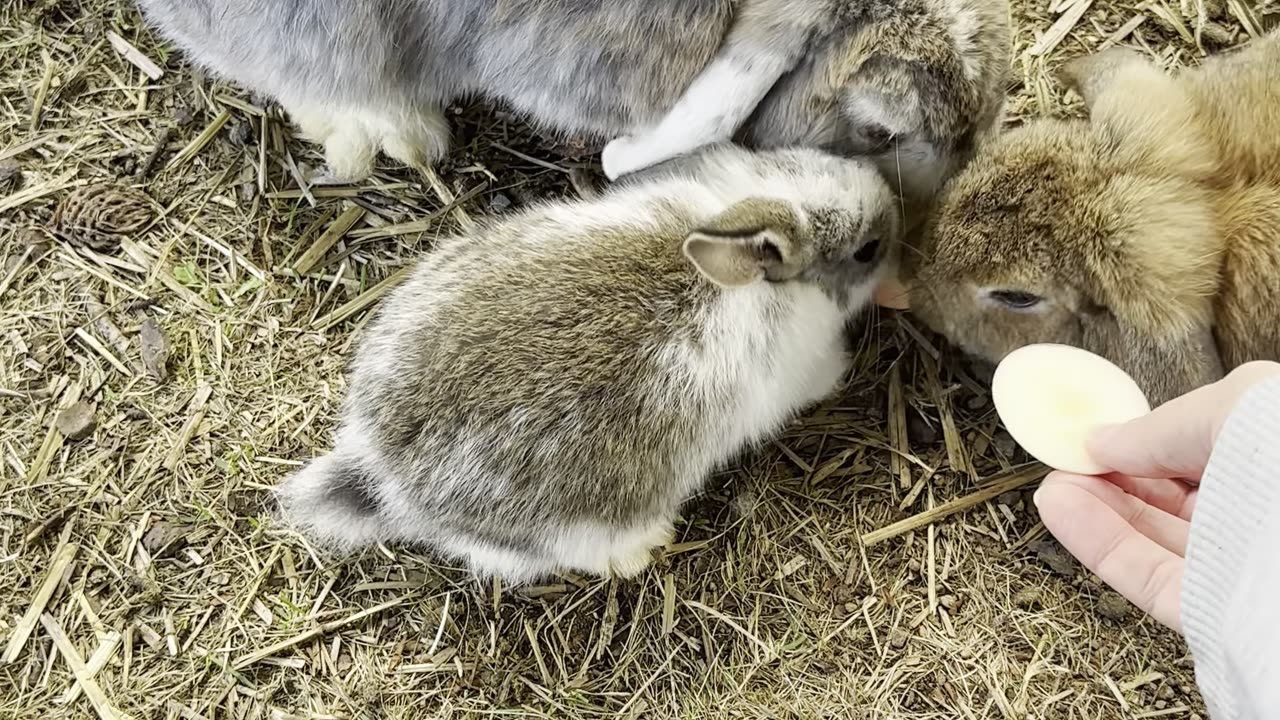 This speedy bunny is darting around the room