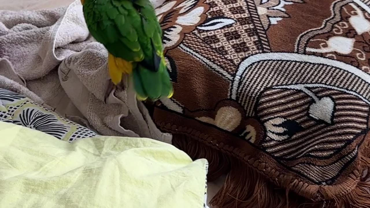 Parrots Make a Mess With Potting Soil